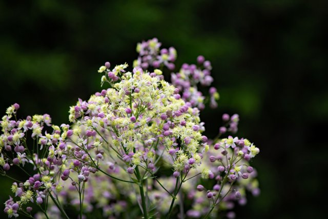 Meadow Rue: How To Plant, Care For And Propagate It