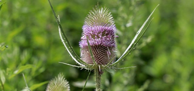 Wild Cardoon: How To Grow And Use The Perennial