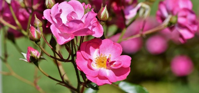 Wild Roses: Important Varieties, Care And Cultivation
