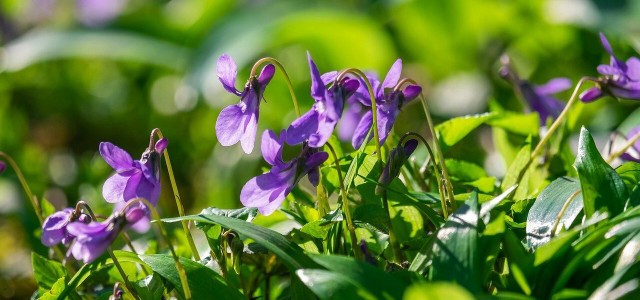 6 Winter Bloomers For Garden And Balcony