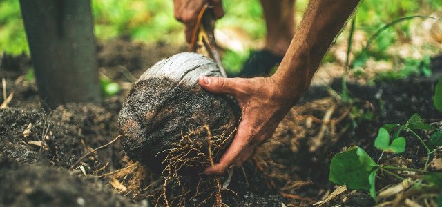 Detect And Treat Root Rot: This Is How To Do It