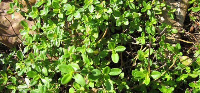 How To Care For Lemon Thyme