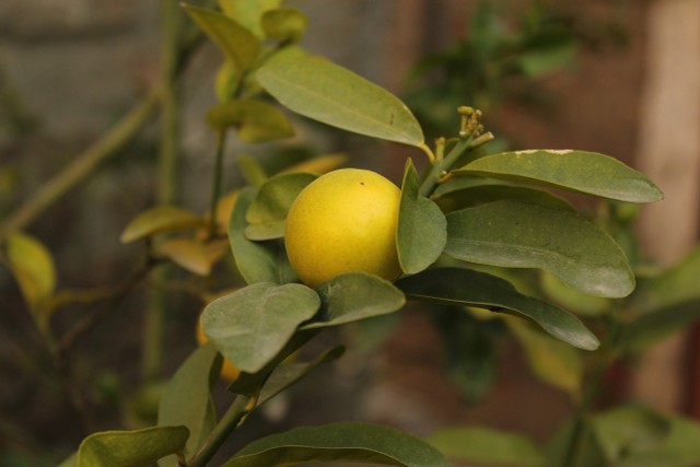 Wintering Citrus Plants: This Is How It Works
