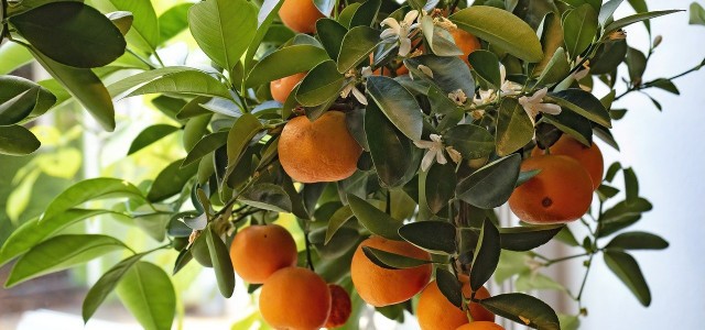 Wintering Citrus Plants: This Is How It Works