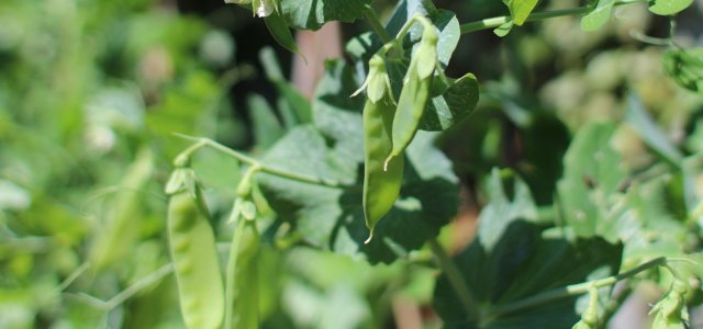 Plant Sugar Snap Peas: How To Do It