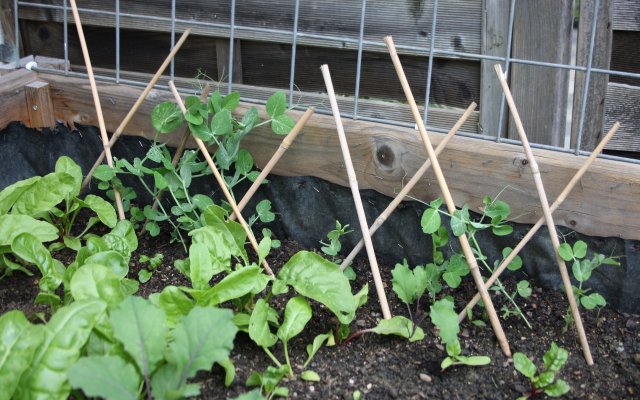 Plant Sugar Snap Peas: How To Do It