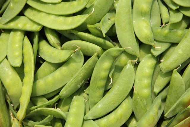 Plant Sugar Snap Peas: How To Do It