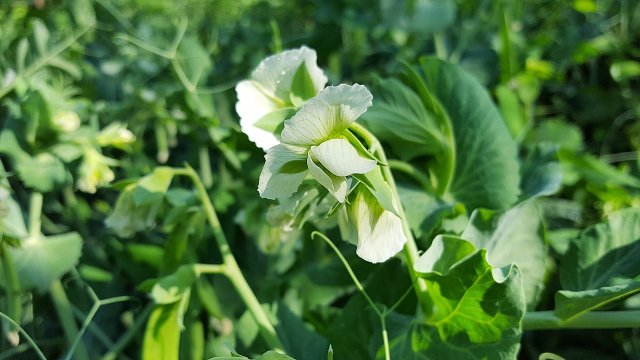 Plant Sugar Snap Peas: How To Do It