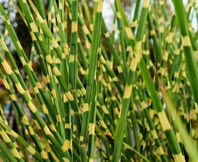 Cutting Reeds: Correct Timing And How To Do It