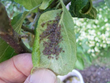 Aphids On The Apple Tree - What To Do?