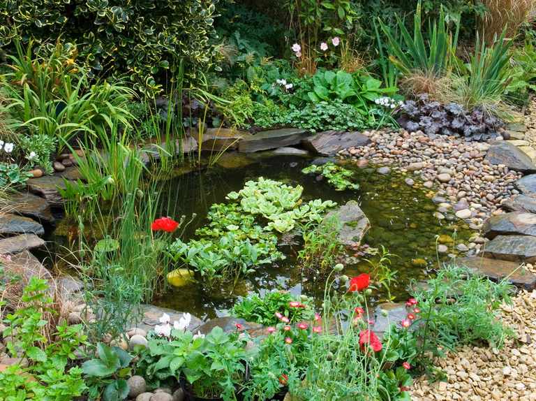 Pond Soil: What Substrate To Use For The Garden Pond?