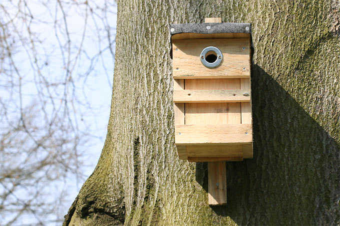 Can Bird Boxes Be Close Together?