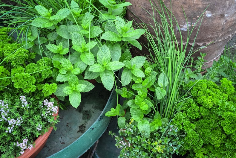 Herbs You Can Grow In The Kitchen All Year Round