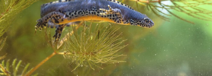 How To Settle Newts In The Garden Pond