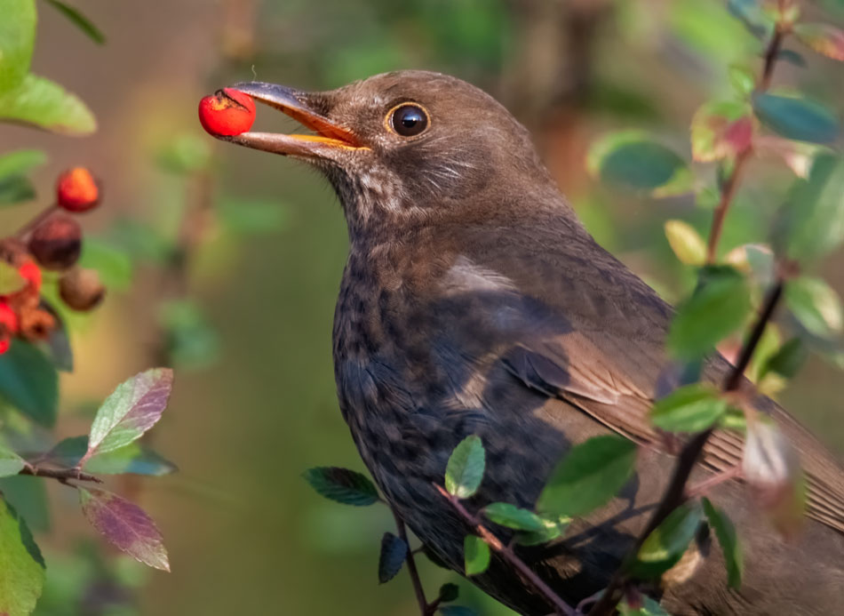 Bird Hedges In The Garden: A Natural Source Of Food For Birds