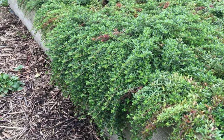 What Herb Makes A Good Ground Cover?