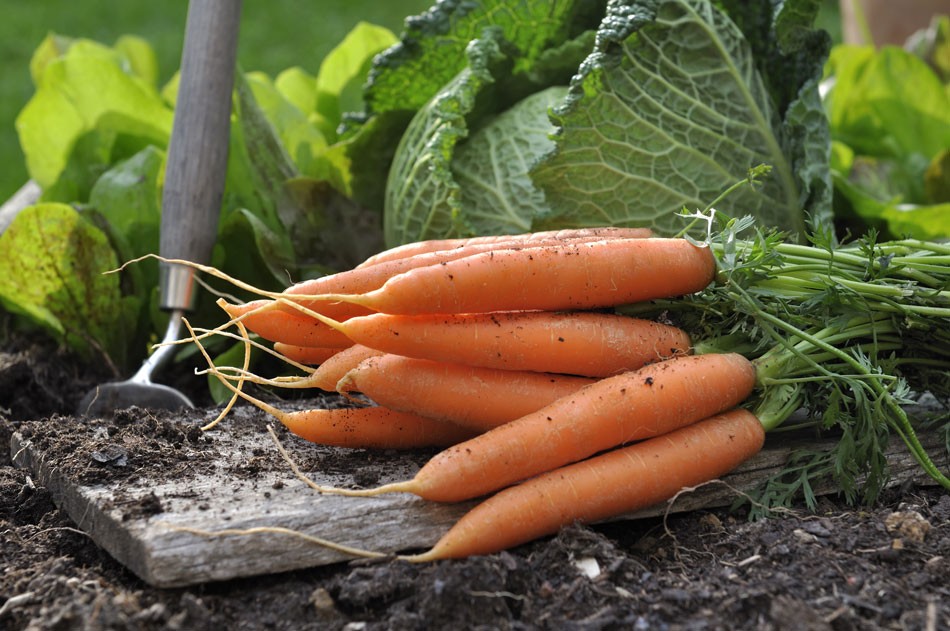 Why Is My Garden Growing So Slowly?