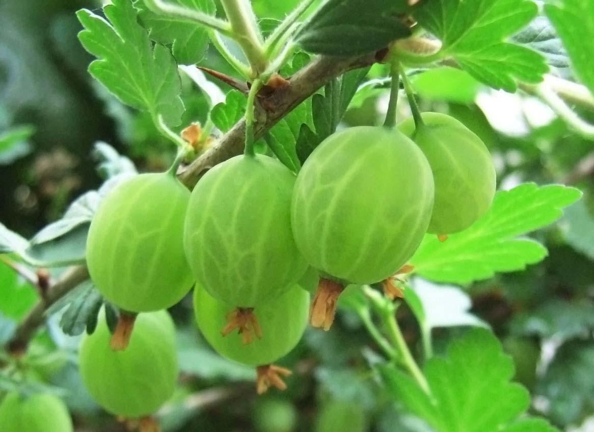 When And How Do You Prune Gooseberry Bushes? - Gardeninguru