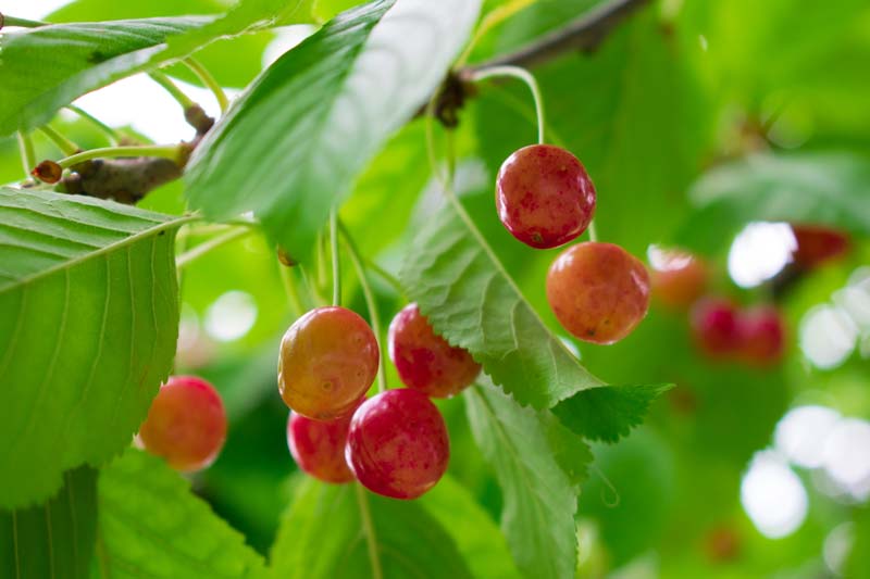 Why Do Cherries Burst In The Rain?