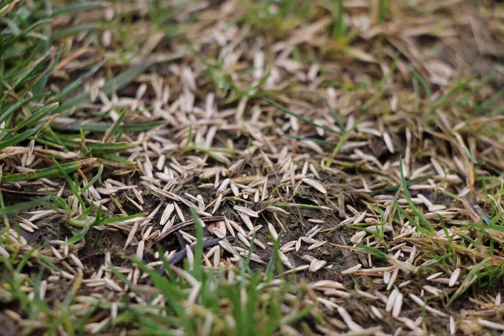 Lawn Seed: Can You Sow Too Much?