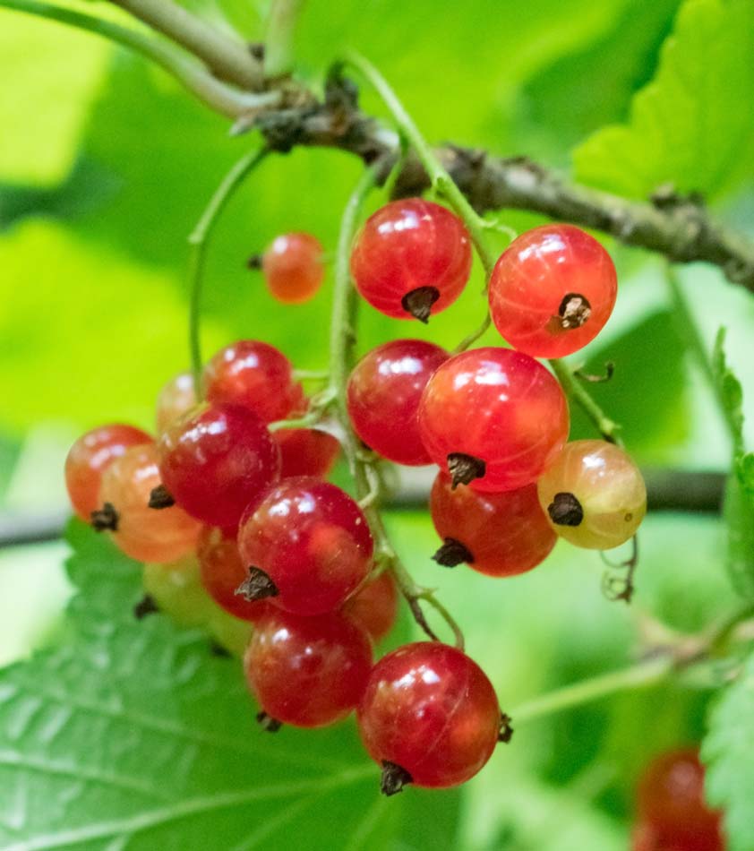 How Do You Cut Red, White And Black Currants?