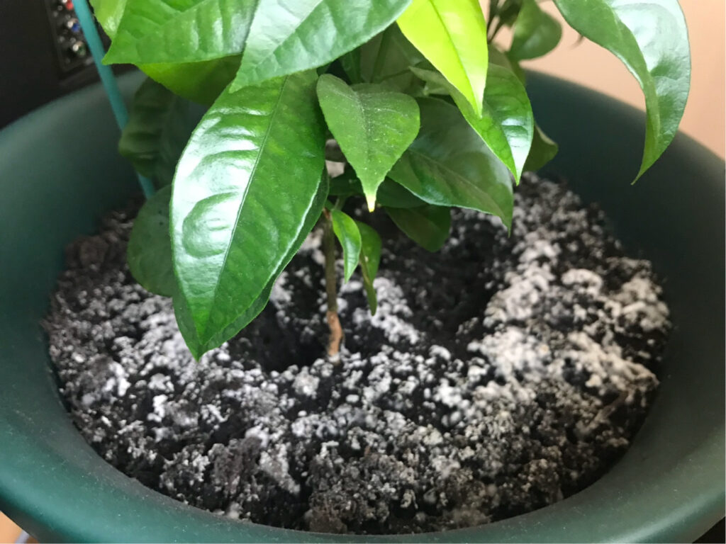 Why Does My Potting Soil Have Mold? (And How To Fix It)