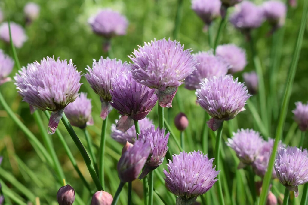 How Do You Make Herbs More Fragrant?