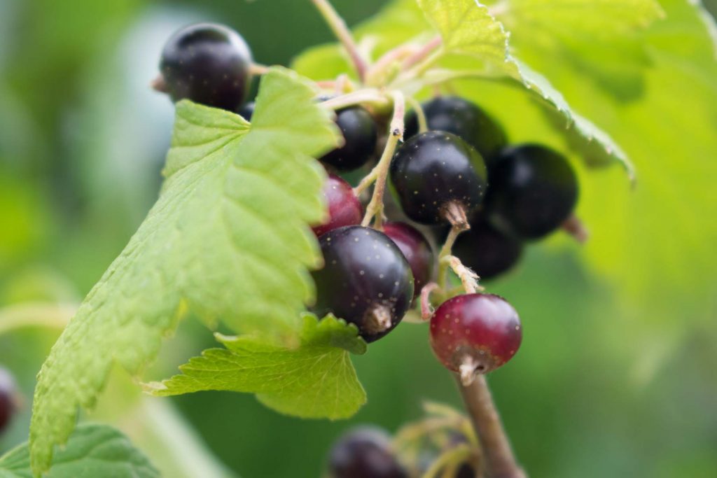 How Do You Cut Red, White And Black Currants?