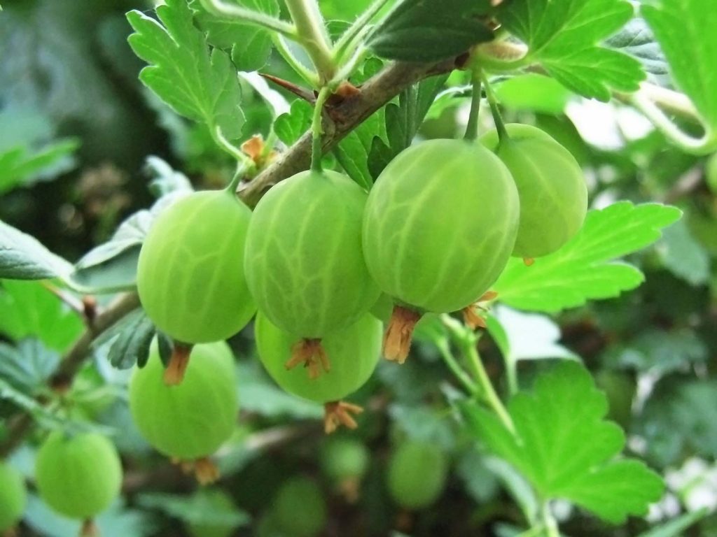 Gooseberries In The Garden: Forgotten Soft Fruit Rediscovered