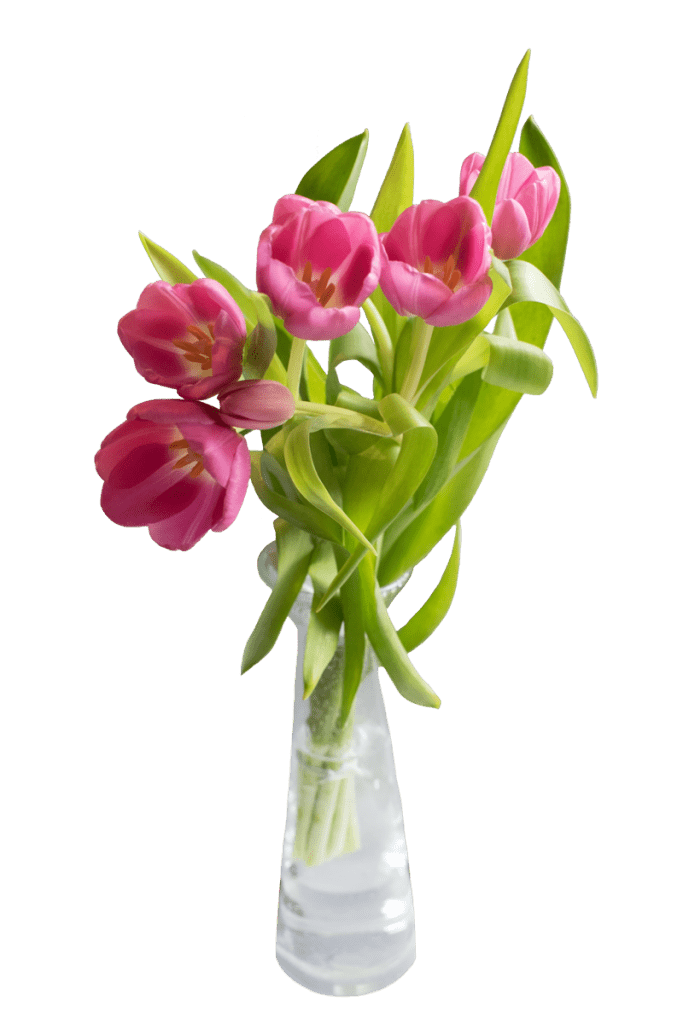Why Tulips & Daffodils Do Not Get Along In The Vase
