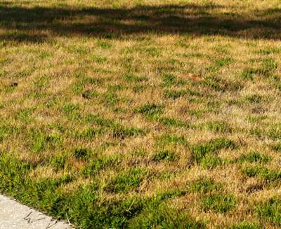 Lawn Turns Yellow In Winter: What Is The Reason?