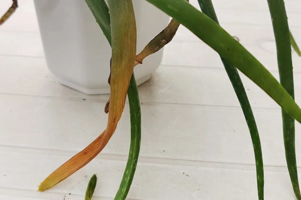 Aloe Vera Leaves Become Soft And Drooping: What To Do?