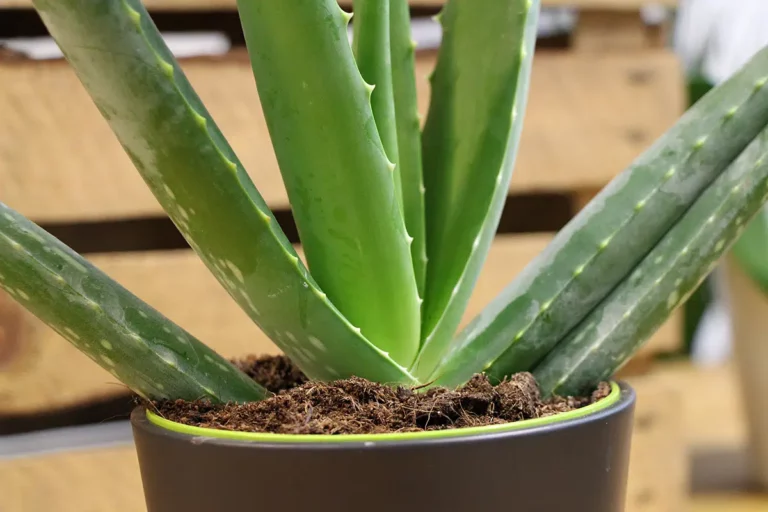 Aloe Vera Leaves Become Soft And Drooping: What To Do?