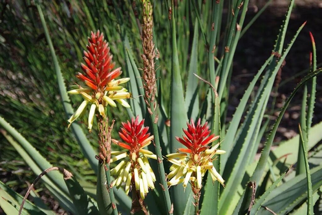 Should You Prune The Aloe Vera Flower?
