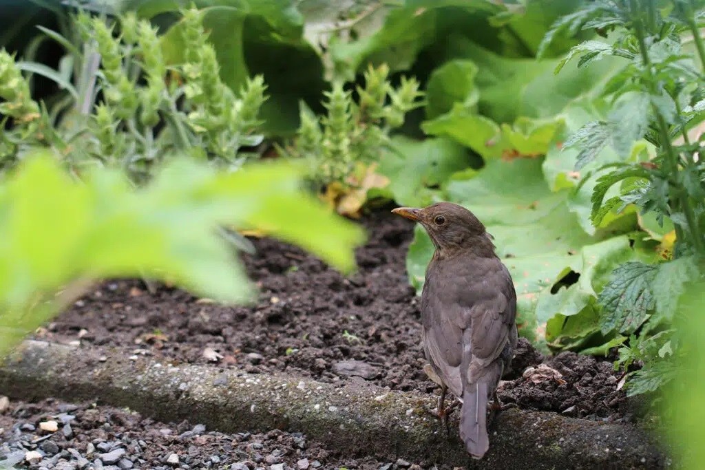 Cabbage Leaves Eaten: What Animal Eats Cabbage?