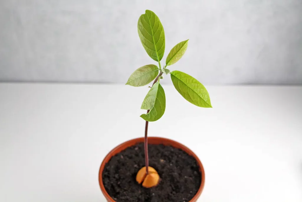 How Do You Fix Brown Leaves On An Avocado Tree?