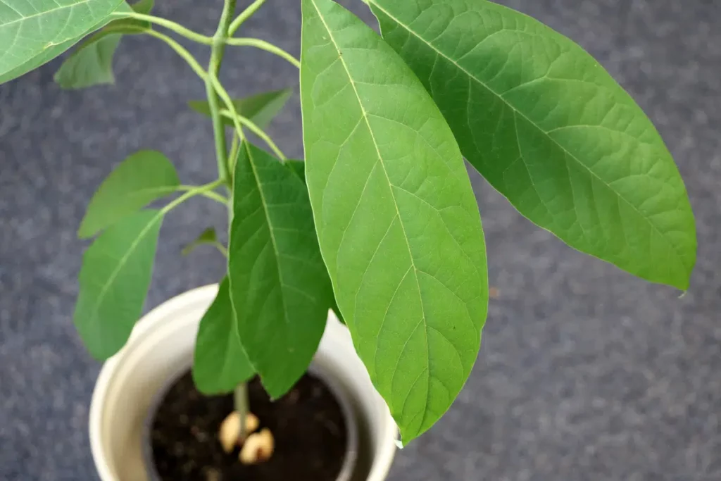 How Do You Fix Brown Leaves On An Avocado Tree?