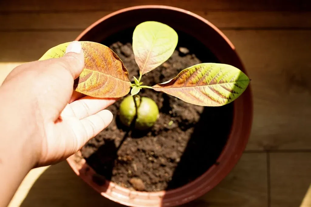 How Do You Fix Brown Leaves On An Avocado Tree?