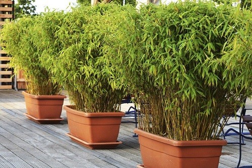 What's The Best Soil For Bamboo In Tubs And Pots?