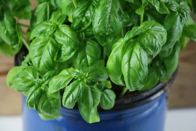 Why Does My Indoor Basil Keep Dying?