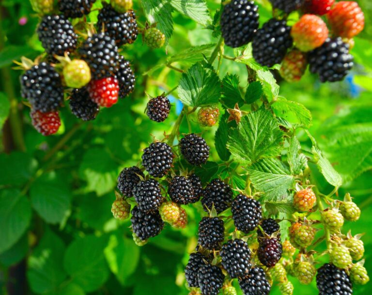 When And How To Correctly Cut Blackberries