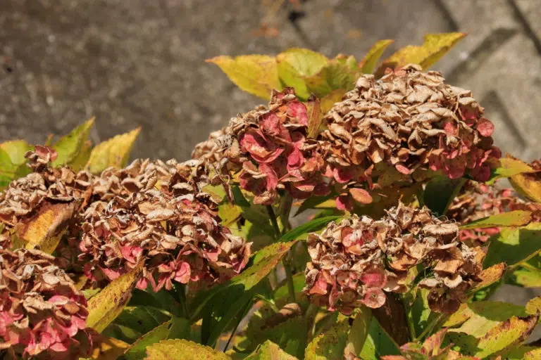 Why Are Your Hydrangea Leaves And Flowers Drooping?