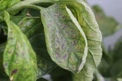 Yellow Leaves On Tomatoes - Causes And Solutions