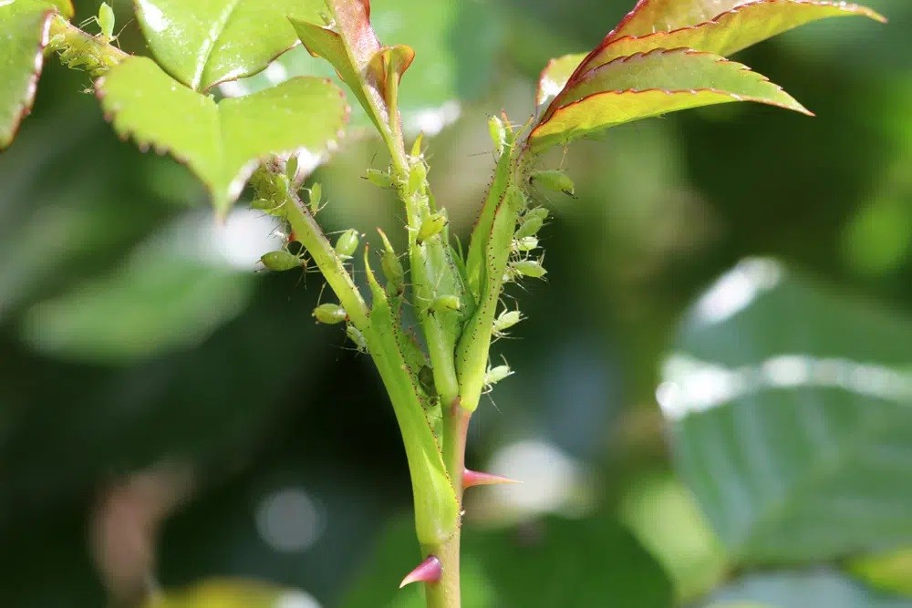 Why Are My Buddleia Leaves Drooping?