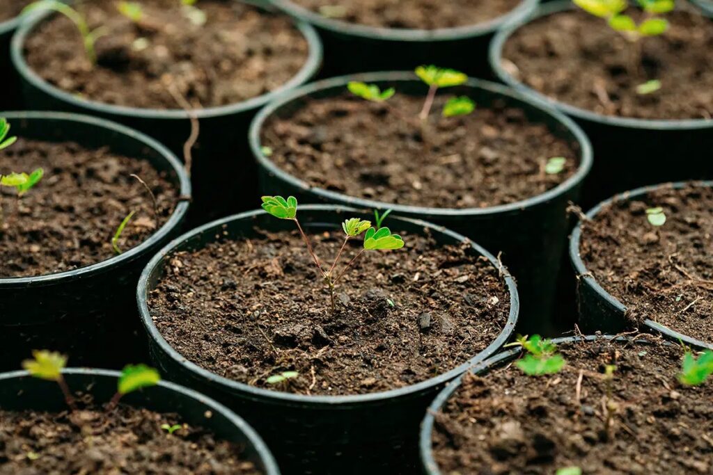 6 Differences Of Potting Soil And Planting Soil