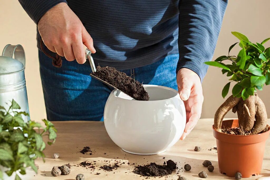 Planting Bonsai Seeds: Germination And Cultivation