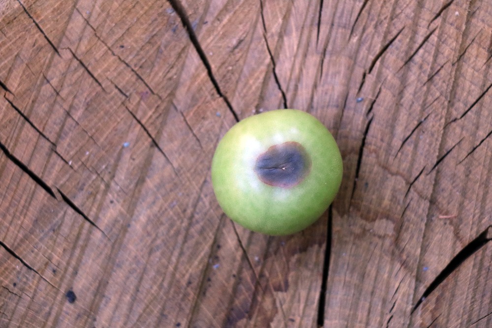 Tomatoes Turn Brown/Black: What To Do Now