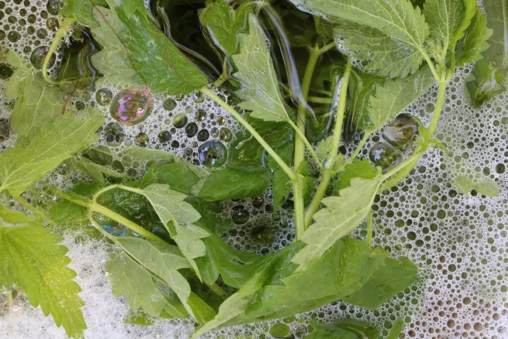 How Do I Get Rid Of Aphids On My Elderberry?