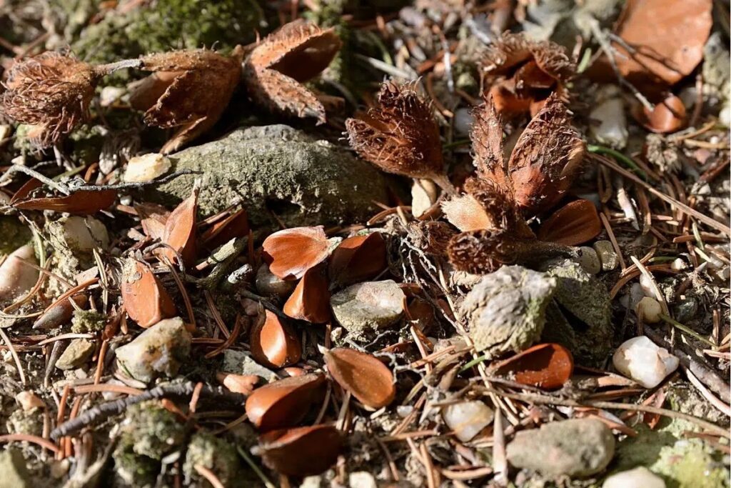 Planting Bonsai Seeds: Germination And Cultivation