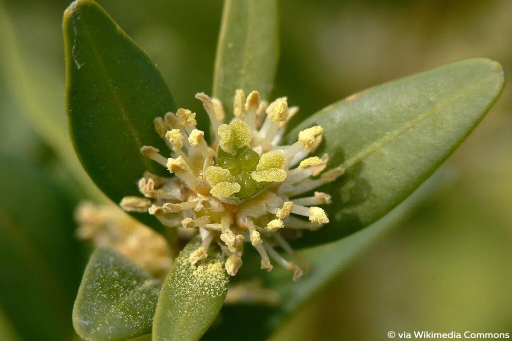 Boxwood Gets White Flakes: What To Do?